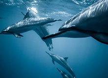 世界杯手机高清观看入口-巧妇难为无米之炊！科尔：我们现在还不是优秀团队